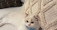 Halo joined the competition — help win amazing prizes! cat, fluffy, white_cat, bandana, blue_bandana, couch, pillows, decorative_pillows, knit_pillow, geometric_pattern, black_and_gold, relaxing, indoor, pet, feline, cozy, home, resting, cute, animal