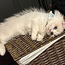 Halo joined the competition — help win amazing prizes! kitten, cat, fluffy, white, blue_eyes, collar, wicker_basket, indoor, pet, cute, relaxed, feline, animal, laying_down, fur, small, domestic, portrait, resting, close_up