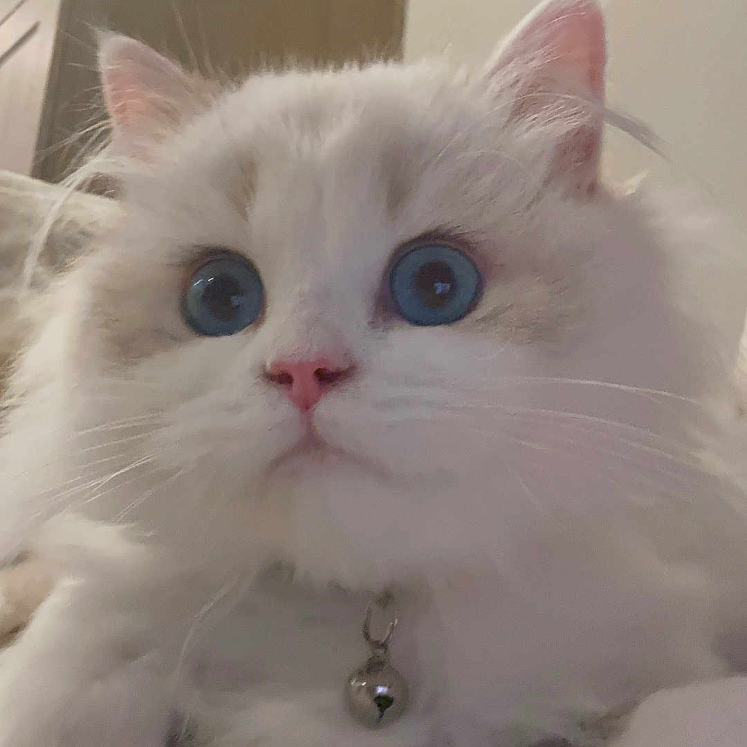 Halo joined the competition — help win amazing prizes! cat, blue_eyes, fluffy, white_fur, pet, indoor, collar, bell, close_up, cute, animal, feline, whiskers, nose, ears, blanket, cozy, soft_lighting, curious, domestic