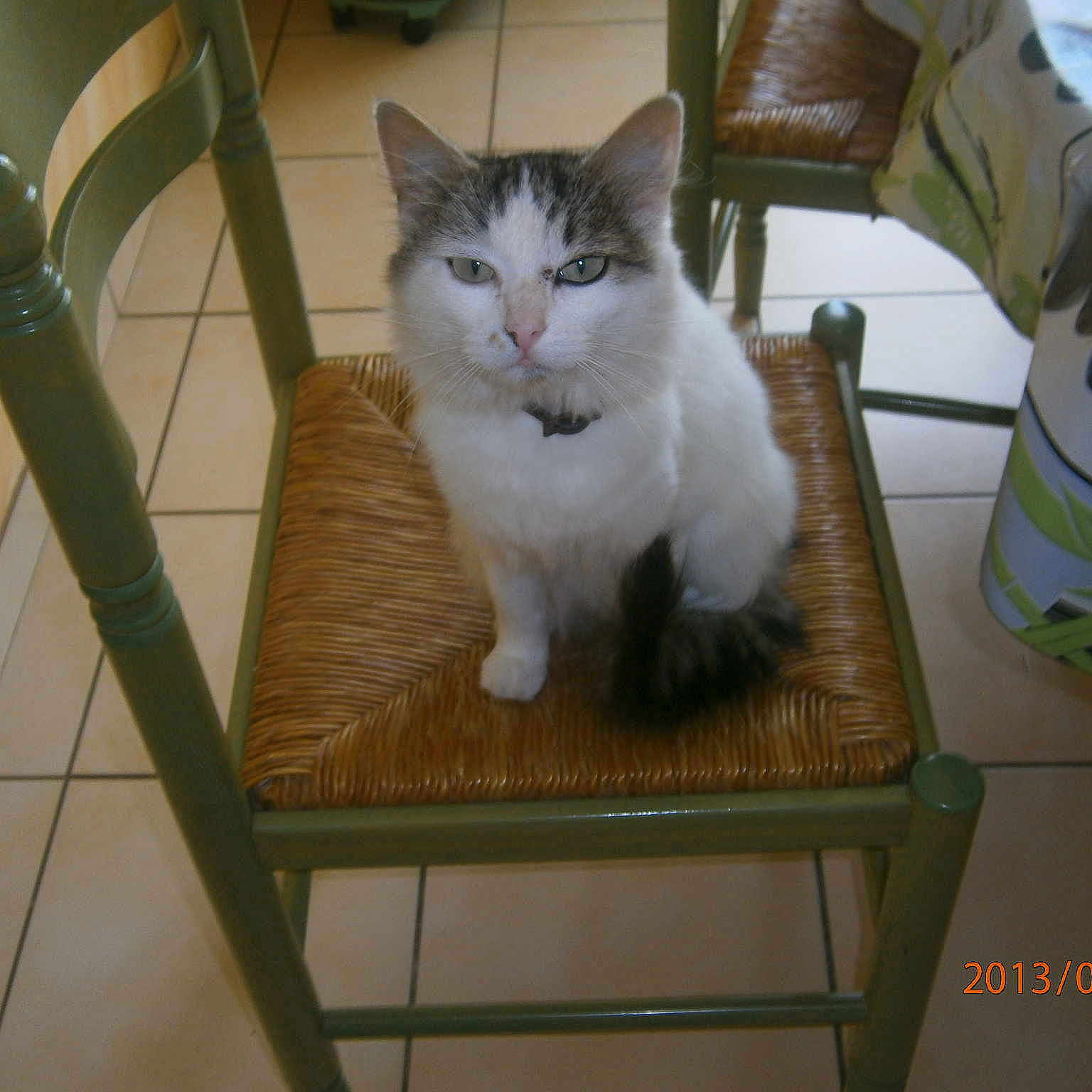 NOUGAT