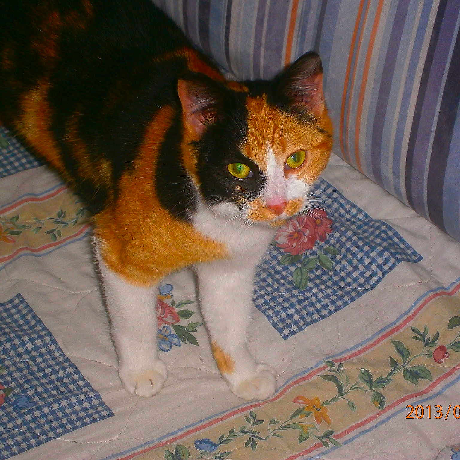 MINETTE