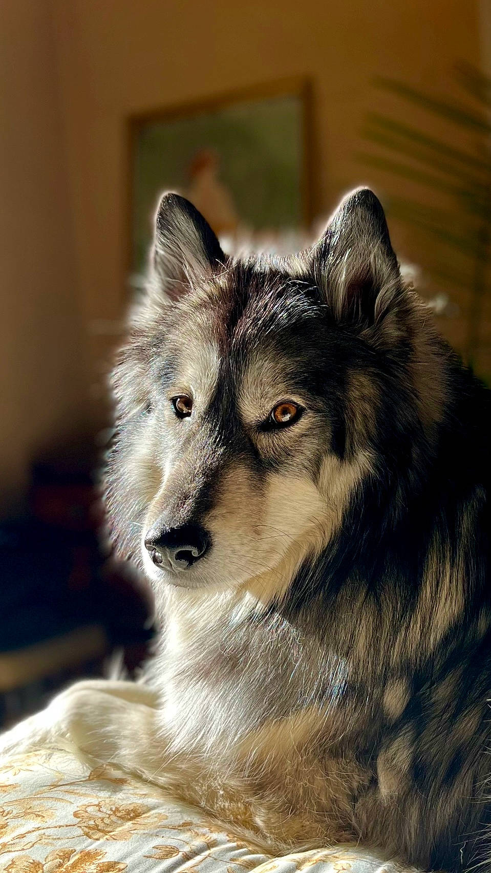 Grayson is registered to the contest to win money with this photo: ancient_dog_breeds, canadian_eskimo_dog, canidae, canis, canis_lupus_tundrarum, carnivore, coyote, dog, dog_breed, fur, sled_dog, snout, sporting_group, terrestrial_animal, whiskers, wildlife, wolf, working_animal, working_dog