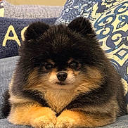 Nene Kolenik joined the competition — help win amazing prizes! puppy, dog, fluffy, black_and_tan, small_dog, pomeranian, cute, adorable, sitting, couch, cushion, indoor, portrait, pet, fur, paws, brown_markings, serious_expression, cozy, closeup