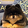 puppy, dog, fluffy, black_and_tan, small_dog, pomeranian, cute, adorable, sitting, couch, cushion, indoor, portrait, pet, fur, paws, brown_markings, serious_expression, cozy, closeup
