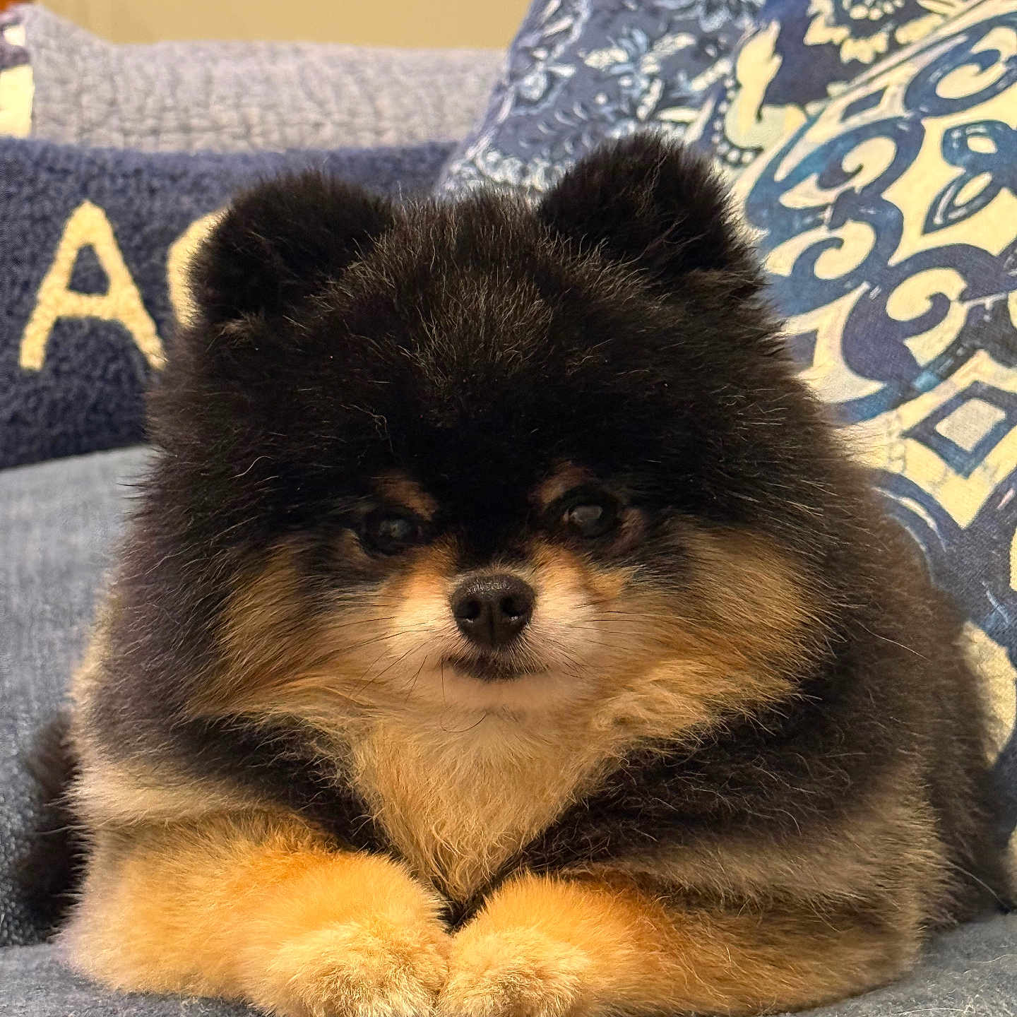 Nene Kolenik joined the competition — help win amazing prizes! puppy, dog, fluffy, black_and_tan, small_dog, pomeranian, cute, adorable, sitting, couch, cushion, indoor, portrait, pet, fur, paws, brown_markings, serious_expression, cozy, closeup