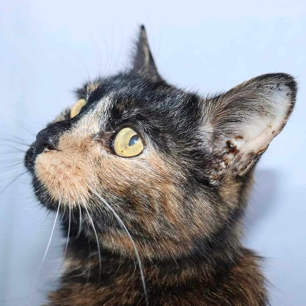 Rosie is registered to the contest to win money with this photo: abyssinian, angora, animal, blackcat, brasssection, cat, egyptiancat, horn, kitten, manx, musicalinstrument, pet, snout