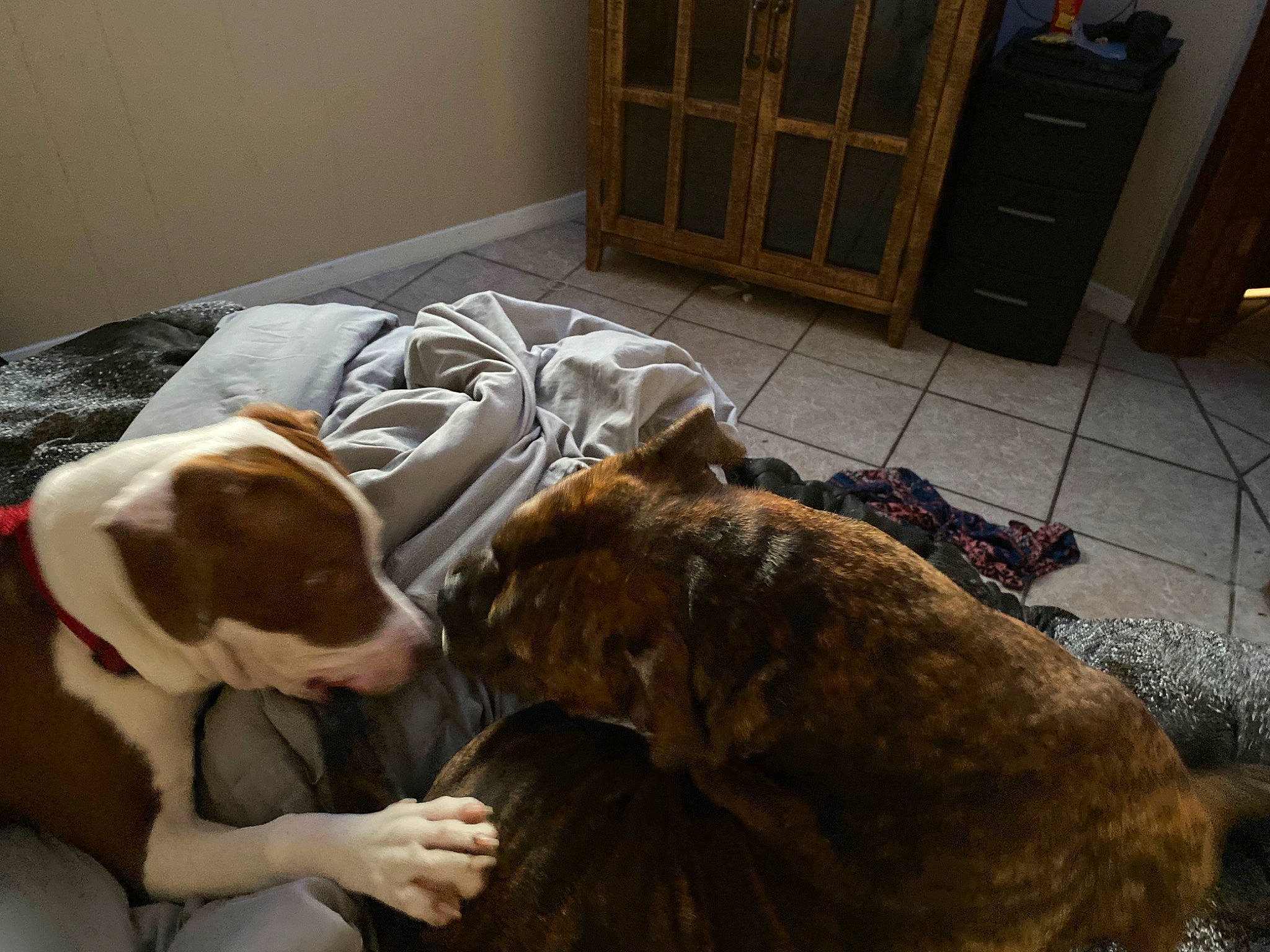 Miko is registered to the contest to win money with this photo: cabinetry, carnivore, comfort, companion_dog, dog, dog_breed, drawer, fawn, floor, flooring, fur, gun_dog, hardwood, liver, mammal, room, snout, sporting_group, wood, working_animal