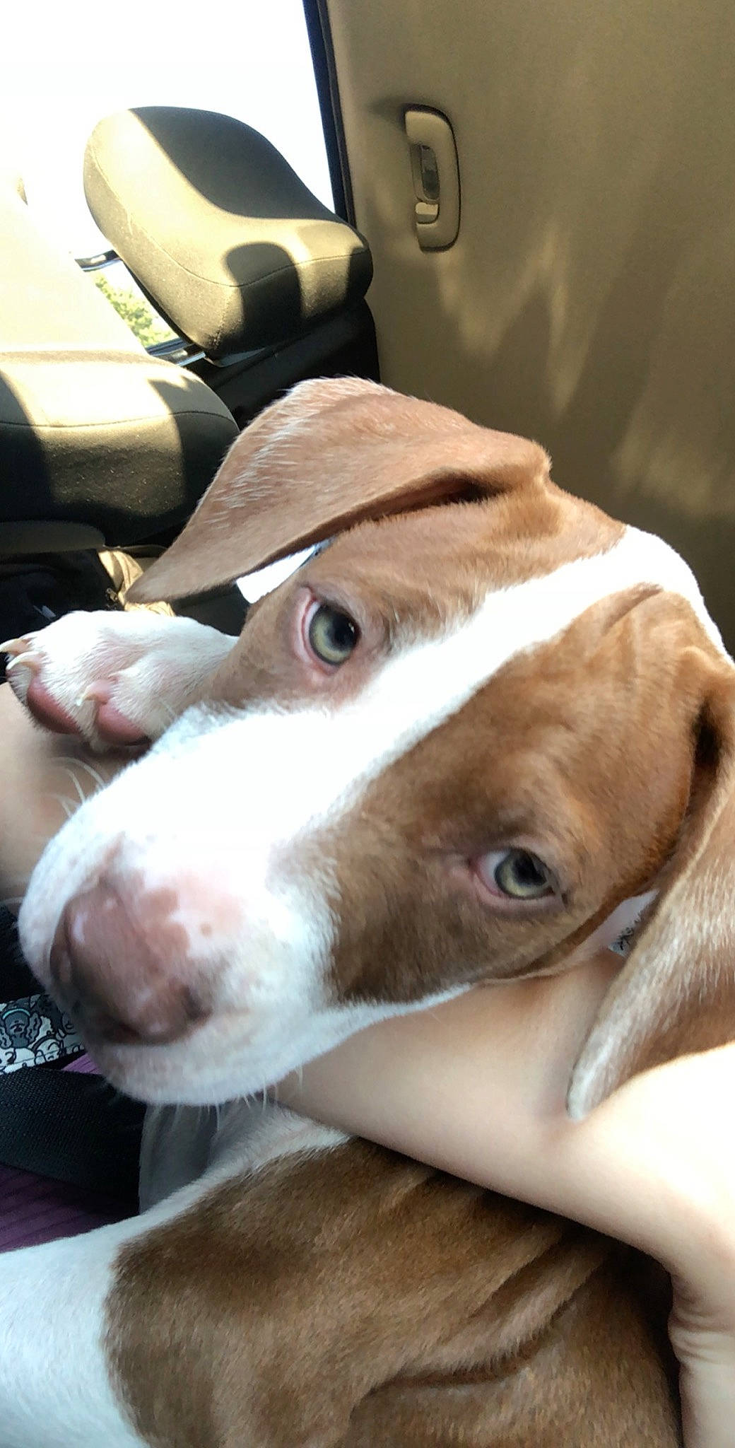 Miko joined the competition — help win amazing prizes! canidae, carnivore, collar, comfort, companion_dog, dog, dog_breed, fawn, gun_dog, hound, hunting_dog, liver, non_sporting_group, scent_hound, snout, sporting_group, whiskers, working_animal