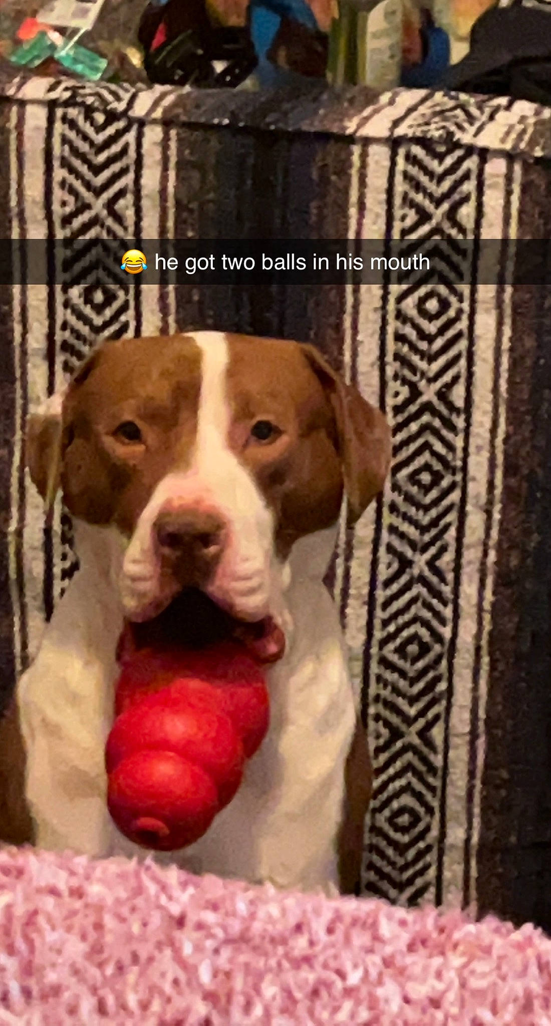 Miko joined the competition — help win amazing prizes! canidae, carnivore, collar, companion_dog, dog, dog_breed, dog_collar, dog_supply, fawn, fur, hound, liver, paw, pet_supply, photo_caption, rectangle, sporting_group, whiskers, wood, working_animal