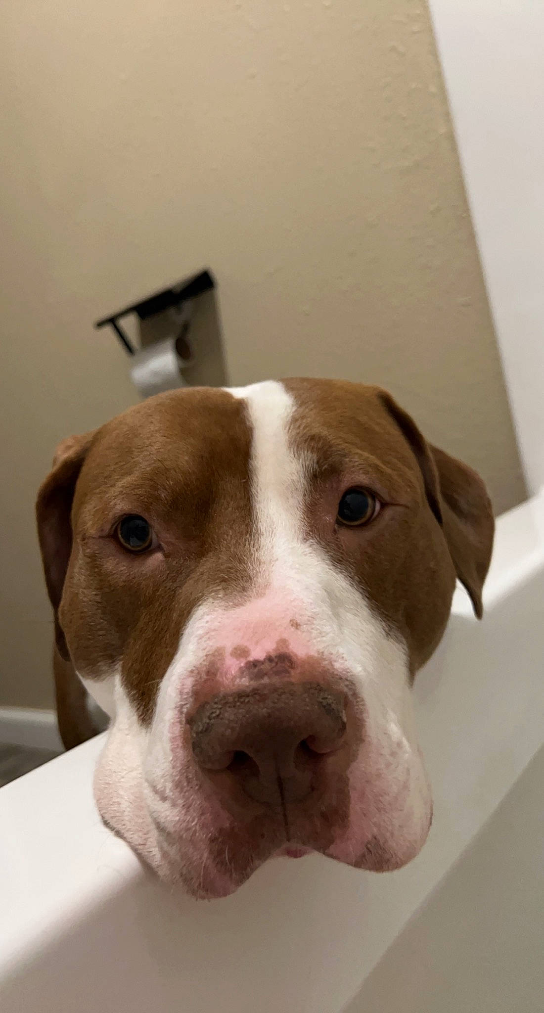 Miko is registered to the contest to win money with this photo: canidae, carnivore, comfort, companion_dog, dog, dog_breed, fawn, food, fur, liver, non_sporting_group, pet_supply, selfie, snout, sporting_group, terrestrial_animal, whiskers, working_animal