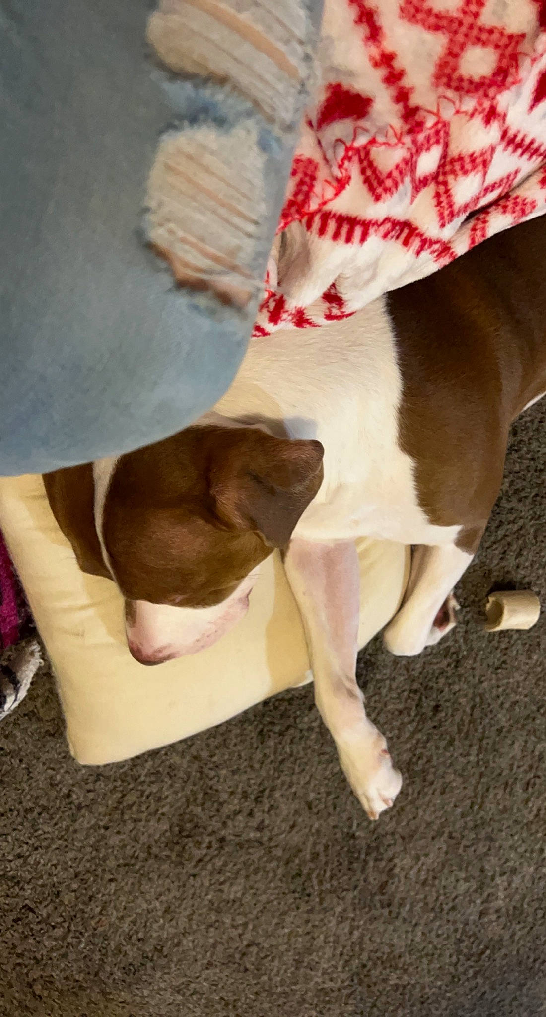 Miko is registered to the contest to win money with this photo: canidae, carnivore, collar, comfort, companion_dog, dog, dog_breed, dog_collar, dog_supply, fawn, fur, human_leg, linens, paw, pet_supply, snout, sporting_group, tail, wood, working_animal