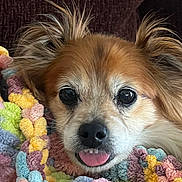 Wilco is registered to the contest to win money with this photo: animal, blanket, bodypart, canine, chihuahua, cockerspaniel, couch, dog, face, furniture, head, hound, mouth, papillon, person, pet, photography, portrait, puppy, terrier