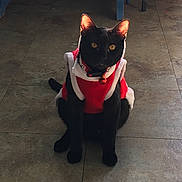 Kenny joined the competition — help win amazing prizes! animal, beads, bell, black_cat, cat, collar, domestic_cat, ears, feline, festive_outfit, floor, golden_eyes, holiday, indoor, pet, red_clothing, shadow, sitting, sunlight, tile_floor