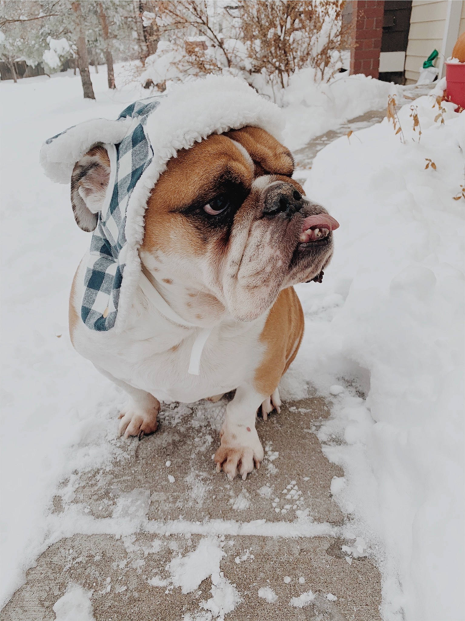 Moses joined the competition — help win amazing prizes! bulldog, canidae, carnivore, companion_dog, dog, dog_breed, fawn, mammal, non_sporting_group, old_english_bulldog, puppy_love, rare_breed_dog, skin, snout, snow, sporting_group, toy_bulldog, toy_dog, white_english_bulldog, winter