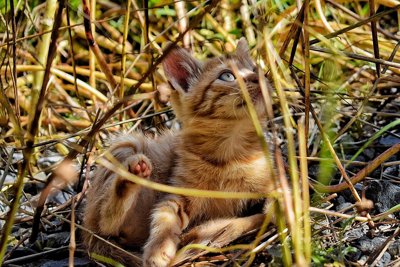 Bobo participe au concours pour gagner de l'argent avec cette photo : adaptation, fawn, grass, plant, terrestrial_animal, wildlife