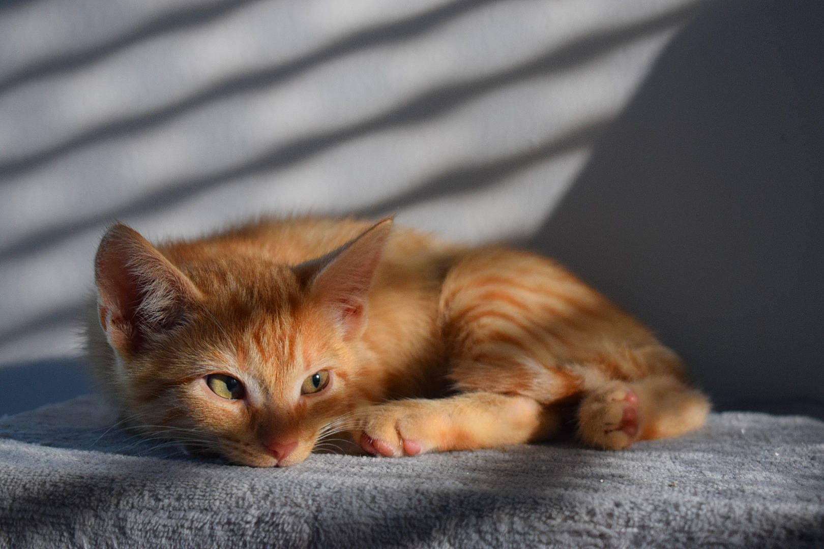 Bobo participe au concours pour gagner de l'argent avec cette photo : aegean_cat, asian, carnivore, cat, domestic_short_haired_cat, european_shorthair, fawn, felidae, fur, kitten, mammal, nap, oriental_longhair, small_to_medium_sized_cats, snout, somali, tabby_cat, whiskers