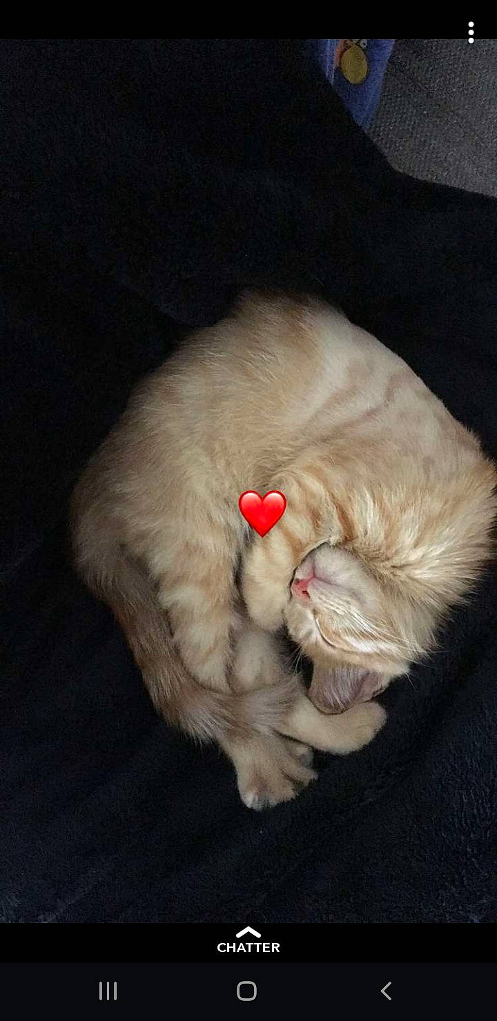 Bobo participe au concours pour gagner de l'argent avec cette photo : canidae, carnivore, cat, dog_breed, ear, fawn, felidae, fur, paw, persian, small_to_medium_sized_cats, tail, whiskers