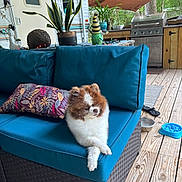 Prince is registered to the contest to win money with this photo: dog, pomeranian, couch, outdoor, porch, plant, pillow, grill, wooden_floor, decor, relaxed, pet, furniture, canine, blue_cushion, crossed_paws, backyard, sunshade, greenery, calm