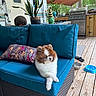 dog, pomeranian, couch, outdoor, porch, plant, pillow, grill, wooden_floor, decor, relaxed, pet, furniture, canine, blue_cushion, crossed_paws, backyard, sunshade, greenery, calm