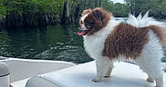 Prince joined the competition — help win amazing prizes! dog, brown_and_white, fluffy, boat, water, river, forest, trees, outdoor, nature, pet, animal, tongue_out, happy, scenic, daytime, canine, fur, adventure, travel