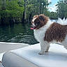 dog, brown_and_white, fluffy, boat, water, river, forest, trees, outdoor, nature, pet, animal, tongue_out, happy, scenic, daytime, canine, fur, adventure, travel