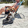 Prince joined the competition — help win amazing prizes! man, dog, beach, sand, tattoo, sunglasses, hat, chair, flip_flops, sunny, relaxing, yawning, pet, outdoor, summer, vacation, grass, trees, casual, leisure