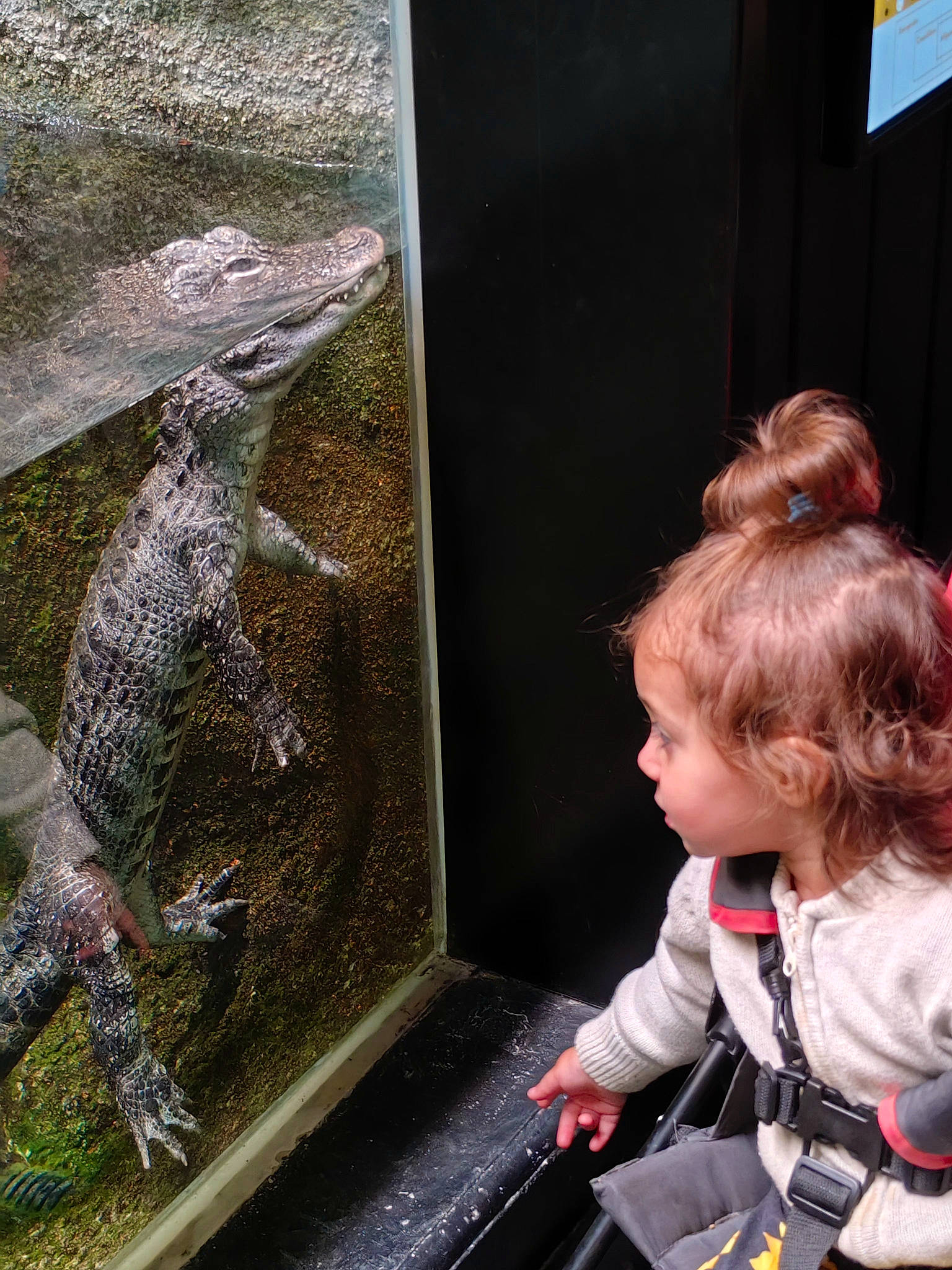 Rachele participe au concours pour gagner de l'argent avec cette photo : alligator, art, baby, child, crocodile, crocodilia, fun, glass, jacket, leisure, person, recreation, reptile, scaled_reptile, sitting, toddler, vacation, visual_arts, water, water_feature