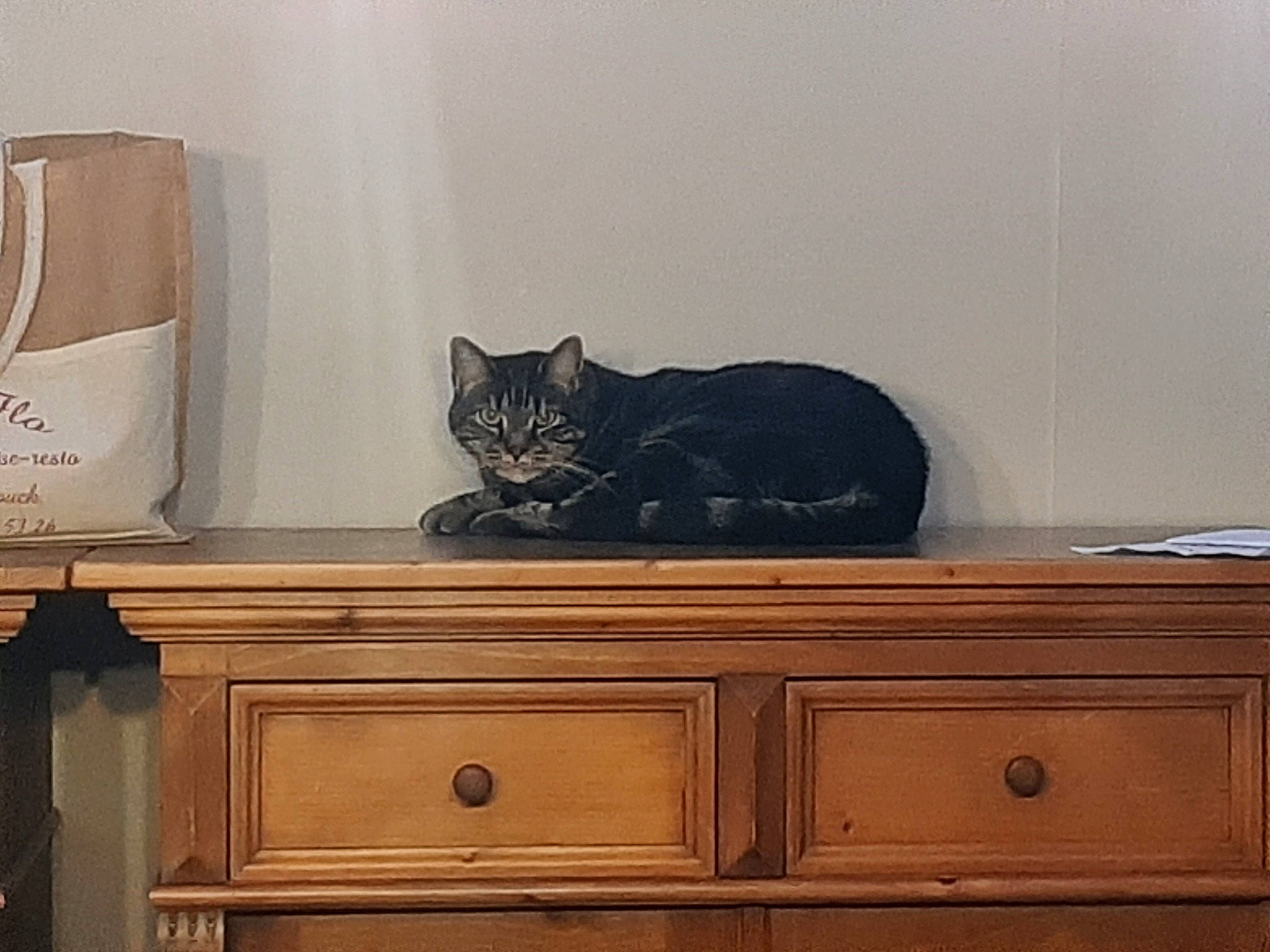 Berlioz participe au concours pour gagner de l'argent avec cette photo : bag, black, cabinetry, carnivore, cat, drawer, dresser, felidae, floor, grey, hardwood, interior_design, line, material_property, rectangle, shelving, small_to_medium_sized_cats, whiskers, wood, wood_stain