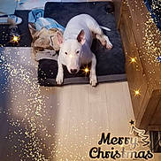 Raya a rejoint le concours — aidez-le/la à gagner de superbes lots ! animal, blanket, christmas, cozy, cute, decor, dog, ears, festive, floor, holiday, home, indoor, looking_up, mat, pets, resting, sparkles, white_dog, wooden_dresser