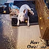 animal, blanket, christmas, cozy, cute, decor, dog, ears, festive, floor, holiday, home, indoor, looking_up, mat, pets, resting, sparkles, white_dog, wooden_dresser