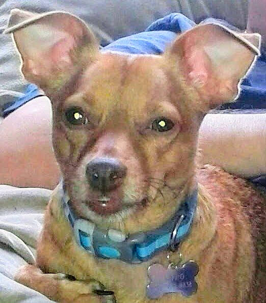 Astro joined the competition — help win amazing prizes! ancient_dog_breeds, canidae, carnivore, collar, companion_dog, dog, dog_breed, dog_collar, ear, eye, fawn, fur, liver, non_sporting_group, snout, sporting_group, terrestrial_animal, toy_dog, whiskers, working_animal