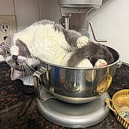Jinx is registered to the contest to win money with this photo: cat, kitchen, mixer, mixing_bowl, countertop, gray_and_white, curled_up, pet, indoor, feline, kitchen_appliance, curious, cute, funny, domestic_animal, whiskers, paws, kitchen_counter, household, cozy