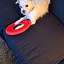 alert, animal, carpet, companion, couch, cute, dog, domestic, frisbee, fur, indoor, looking, paw, pet, playful, quilted_couch, resting, small_dog, toy, white_dog