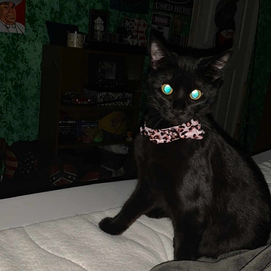 Baby Girl Arnold joined the competition — help win amazing prizes! black_cat, cat, indoor, bed, blanket, bow_tie, animal, pet, feline, flash, glowing_eyes, dark_room, furniture, poster, wallpaper, door, sitting, cute, pet_accessory, mysterious