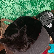 Baby Girl Arnold joined the competition — help win amazing prizes! black_cat, cat, hat, cap, gaming_controller, remote_control, bottle, wooden_surface, green_wall, sleeping_cat, indoor, pet, animal, resting, cozy, curled_up, electronics, table, colorful, casual