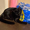Baby Girl Arnold is registered to the contest to win money with this photo: black_cat, cat, pet, animal, indoor, floor, bottled_water, plastic_packaging, curious, fur, whiskers, tail, ears, eyes, pink_background, beige_wall, domestic, closeup, resting, household