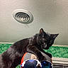 Baby Girl Arnold is registered to the contest to win money with this photo: black_cat, cat, hat, sunglasses, person, indoor, ceiling, vent, green_wall, curious, pet, feline, playful, accessory, face_partially_visible, window_blinds, texture, close_up, animal, domestic_pet