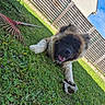 dog, grass, gloves, rake, fence, yard, outdoor, sunny, sky, house, pet, canine, happy, tongue_out, garden_tools, greenery, daylight, playful, fur, resting