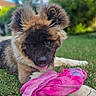 dog, animal, pet, grass, outdoor, towel, pink, playful, fluffy, ears, tongue, nature, greenery, blurred_background, summer, cute, young_dog, resting, closeup, daytime