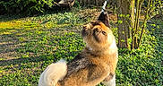 Arès a rejoint le concours — aidez-le/la à gagner de superbes lots ! dog, piñata, unicorn, tree, grass, sunlight, garden, outdoor, leash, greenery, playful, pet, animal, fence, bushes, daylight, canine, fun, colorful, nature