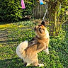 dog, piñata, unicorn, tree, grass, sunlight, garden, outdoor, leash, greenery, playful, pet, animal, fence, bushes, daylight, canine, fun, colorful, nature