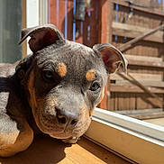 Salem is registered to the contest to win money with this photo: puppy, dog, indoor, sunlight, wooden_floor, glass_door, blue_sky, fence, pet, animal, cute, relaxed, ears, brown, black, face, daylight, window, young_dog, home