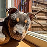 puppy, dog, indoor, sunlight, wooden_floor, glass_door, blue_sky, fence, pet, animal, cute, relaxed, ears, brown, black, face, daylight, window, young_dog, home