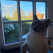 Calie participe au concours pour gagner de l'argent avec cette photo : animal, blue_eyes, cat, curious, daylight, domestic, ears, face, feline, fur, house, indoor, looking_up, nature, paw, pet, sky, trees, whiskers, window