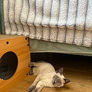 Calie participe au concours pour gagner de l'argent avec cette photo : animal, bed, blanket, blue_eyes, cat, cat_house, cozy, curious, cute, domestic_cat, flooring, fur, furniture, home, indoor, kitten, pet, resting, siamese_cat, wooden_floor