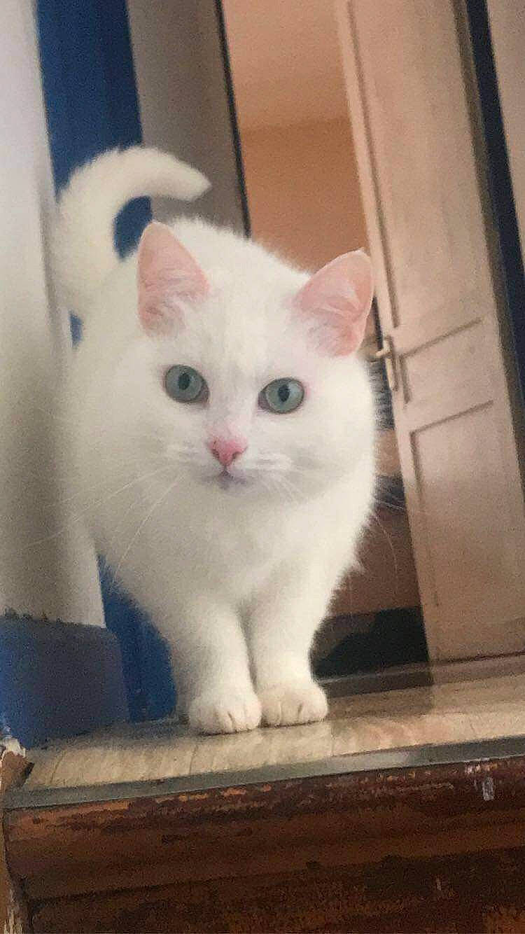 Fripouille a rejoint le concours — aidez-le/la à gagner de superbes lots ! carnivore, cat, claw, domestic_short_haired_cat, door, felidae, flooring, fur, hardwood, paw, small_to_medium_sized_cats, snout, tail, whiskers, window, wood