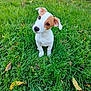 puppy, dog, grass, greenery, outdoor, nature, leaf, cute, pet, animal, young, curious, small, white, brown, ears, eyes, sitting, lawn, background
