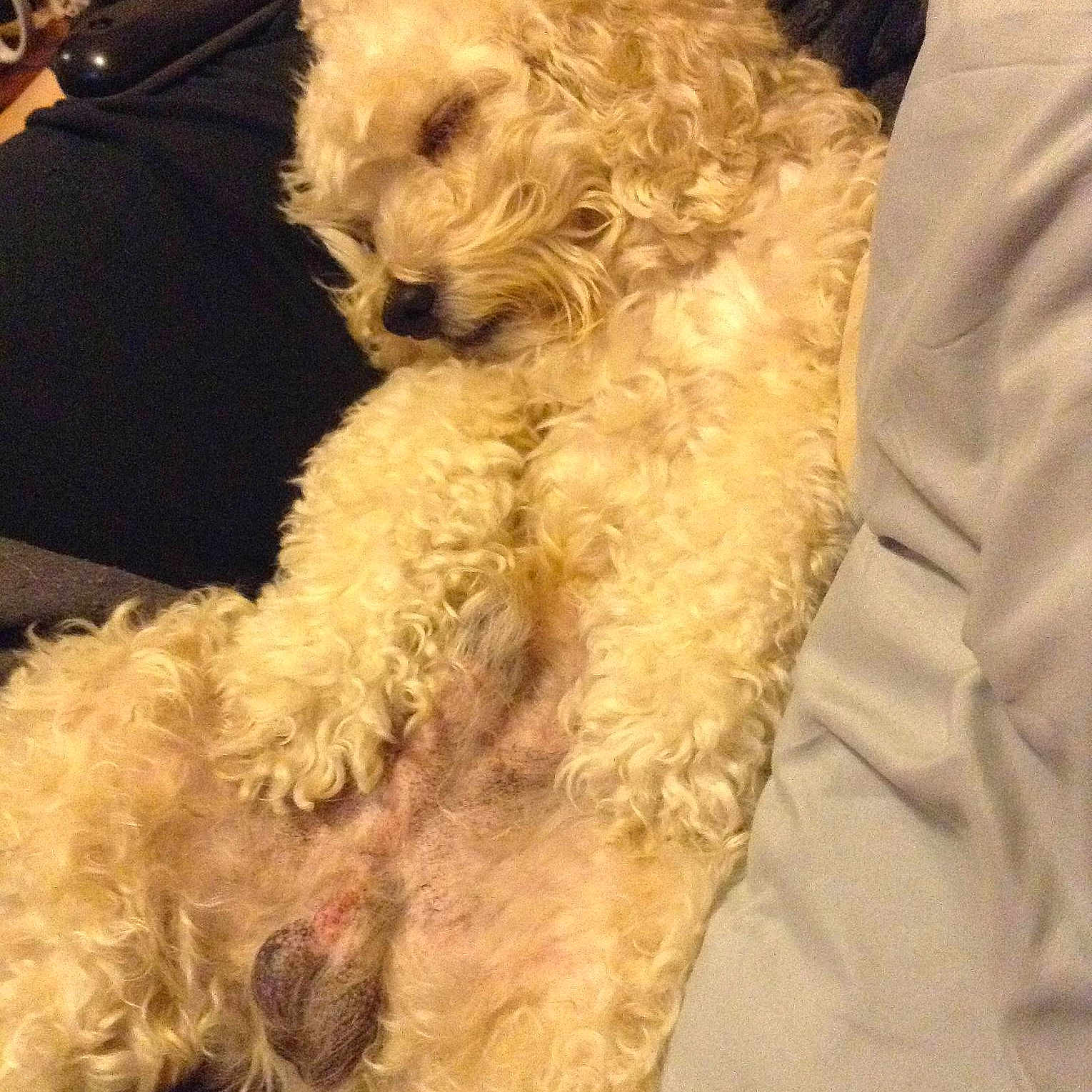 Boo is registered to the contest to win money with this photo: