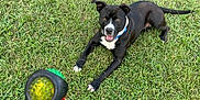 Mylo joined the competition — help win amazing prizes! dog, black_dog, white_paws, blue_collar, grass, toy, ball, playful, pet, outdoor, animal, laying_down, happy, ears_up, tongue_out, summer, green_grass, fetch, canine, nature
