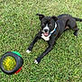 dog, black_dog, white_paws, blue_collar, grass, toy, ball, playful, pet, outdoor, animal, laying_down, happy, ears_up, tongue_out, summer, green_grass, fetch, canine, nature